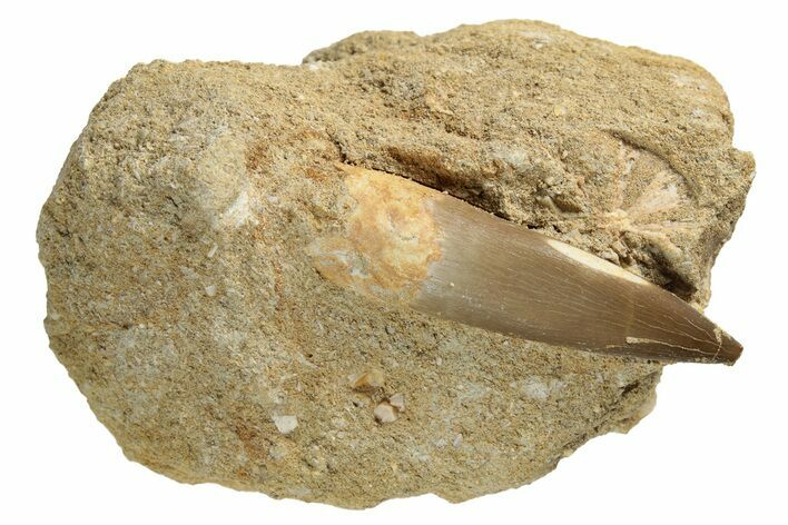 Fossil Plesiosaur (Zarafasaura) Tooth - Morocco #116939